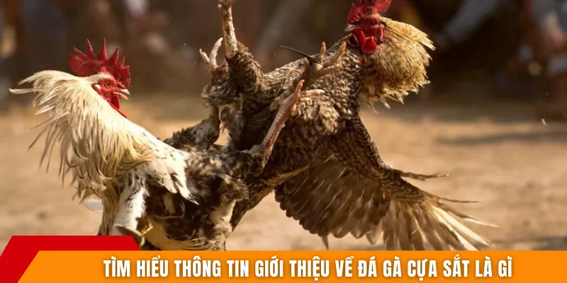 Tìm hiểu thông tin giới thiệu về đá gà cựa sắt là gì